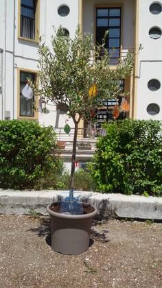 Un albero per Giovanni: la scuola primaria Corridoni ricorda Giovanni Falcone 